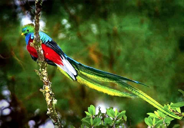 quetzal[1]2.jpg